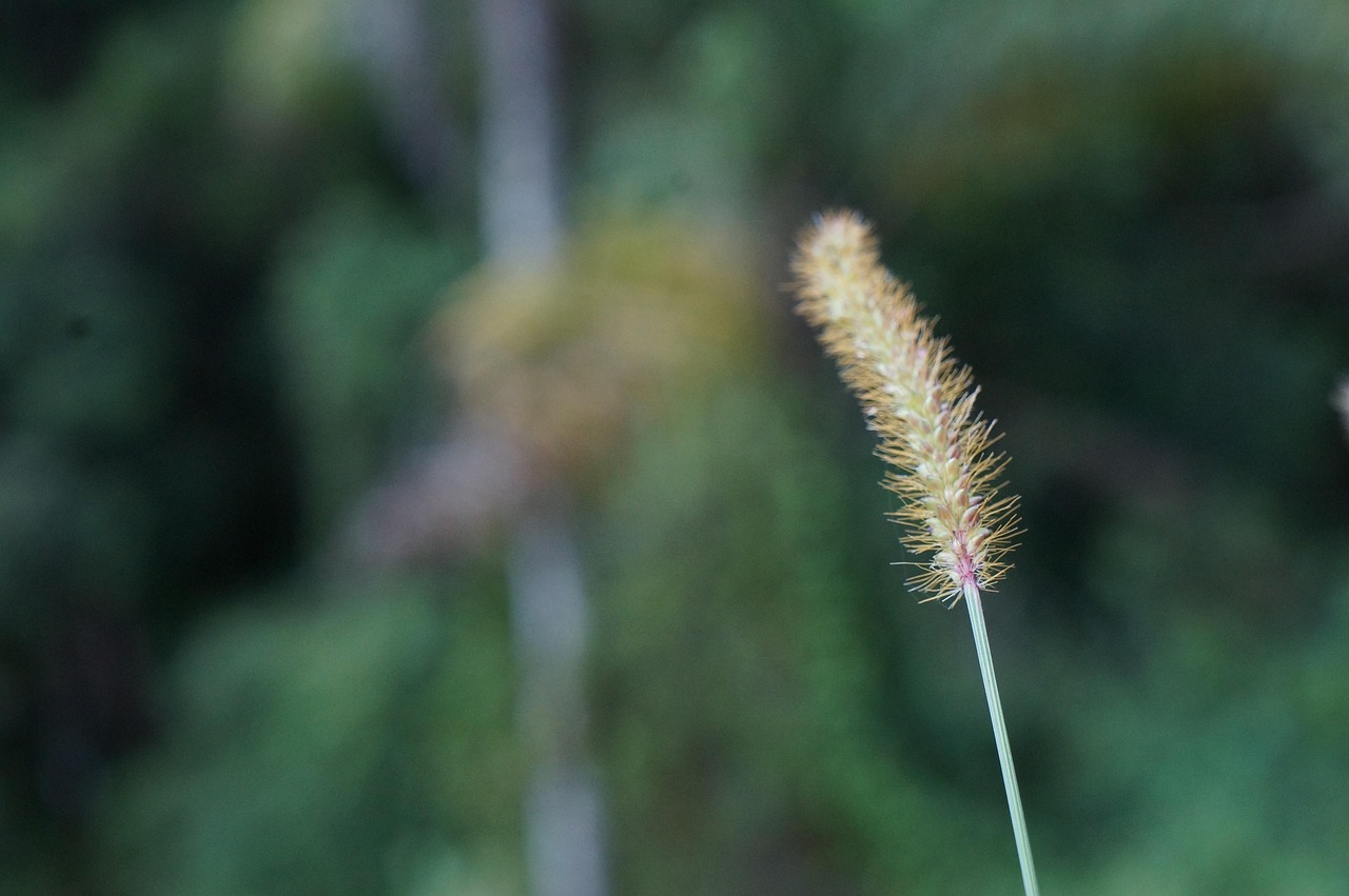 被子植物的一生，从种子到繁荣